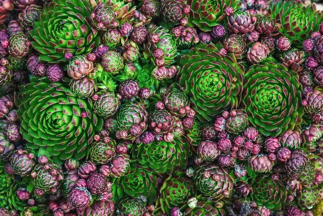 Tante roselline verdi e rossastre, sono quelle del Sempervivum tectorum - foto Leroy Merlin