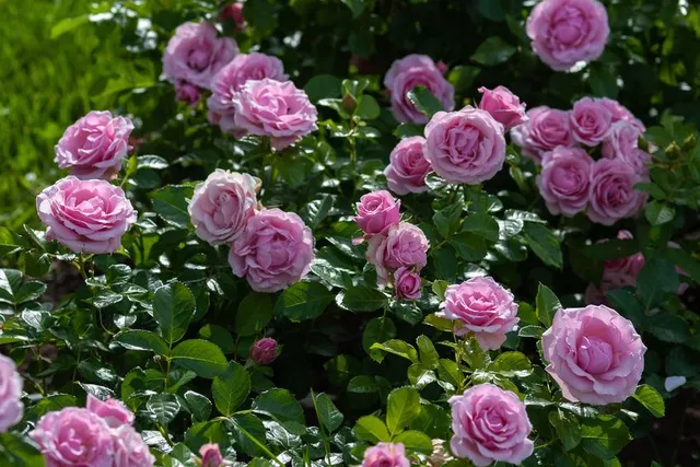 La rosa coprisuolo è perfetta per abbellire aiuole al sole - foto Leroy Merlin