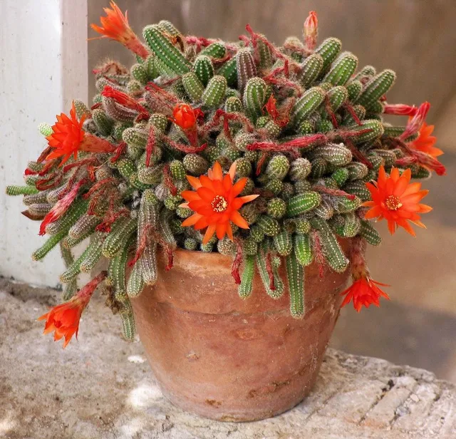 Utilizza un vaso stabile e pesante per le tue piante grasse, meglio in coccio! – foto Pixabay