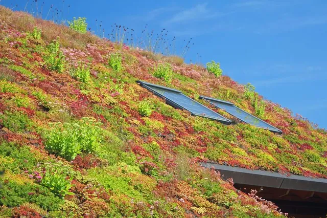 Potrai scegliere anche specie colorate per il tuo "tetto verde"! - foto Leroy Merlin