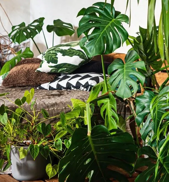 La Monstera ha foglie di notevole effetto scenografico, sceglila per la tua personale giungla domestica! – foto Leroy Merlin