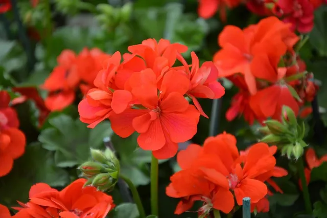 I gerani sono i fiori più utilizzati per colorare il balcone durante l'estate! - foto Pixabay