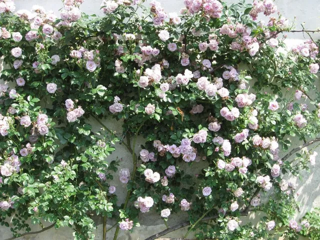 Le rose rampicanti che puoi scegliere per colorare di fiori il muro della tua casa sono tantissime! - foto dell'autrice