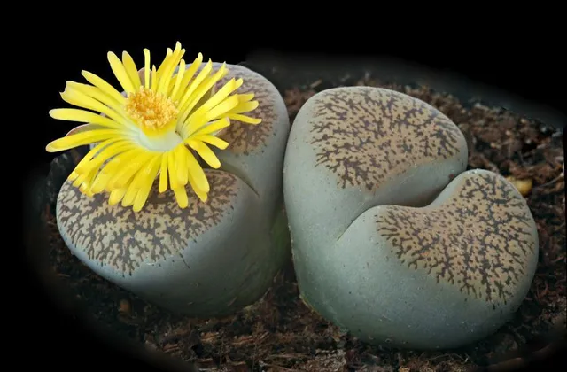 Sembrano sassi, ma sono piante vive, i Lithops, e lo dimostrano con la puntuale e vivace fioritura! - foto Leroy Merlin