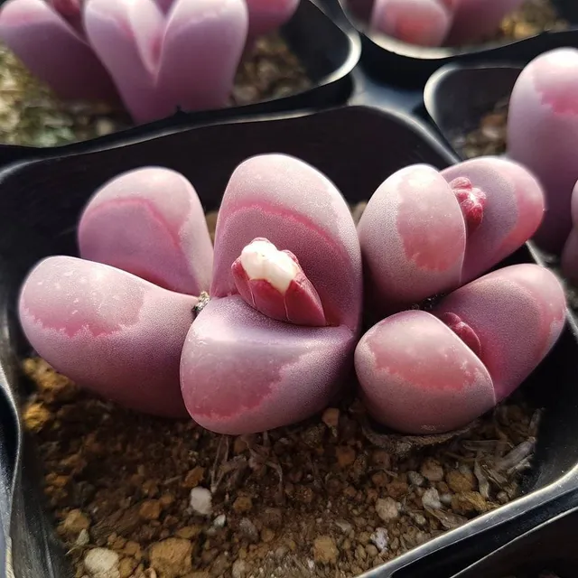 Rosso e carnoso come le labbra; così appare il Lithops optica ‘Rubra’ – foto Pinterest