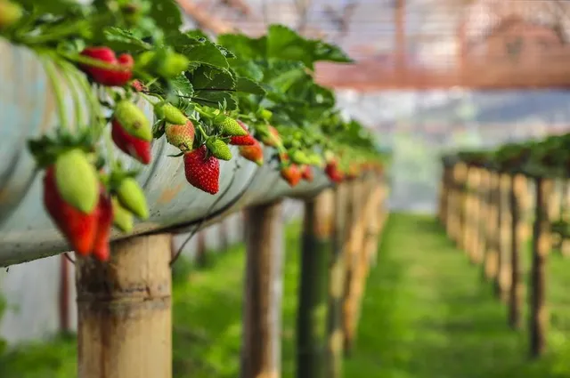 Maturano le fragole! Se le hai coltivate sospese, saranno pulite dalla terra – foto Leroy Merlin