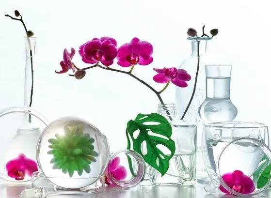 Quest’anno, scegli una Phalaenopsis magenta per la tua casa - foto ispirazione Leroy Merlin