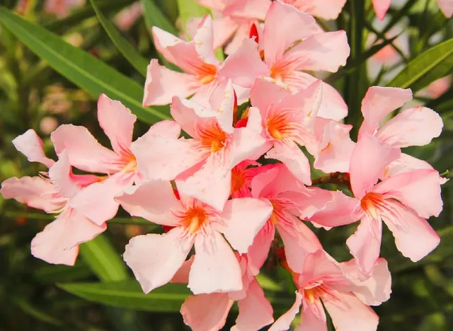 Ciuffi di fiori per tutta l’estate: l’oleandro è facile e generoso di fiori! – foto Pixabay