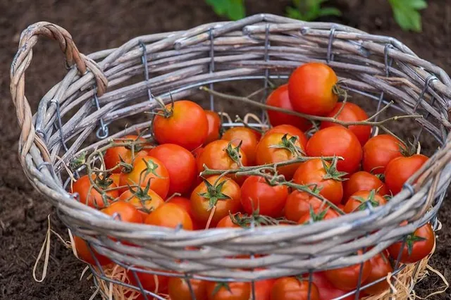 Raccogli i primi pomodori del tuo orto! - foto Pixabay