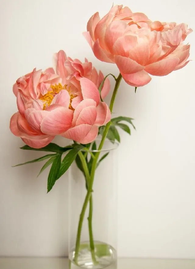 Estremamente scenografici e belli, sono i fiori di peonia! – foto Pixabay