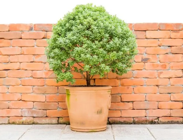 Scegli quale pianta sempreverde coltivare in vaso per abbellire tutto l'anno il tuo giardino - foto Leroy Merlin