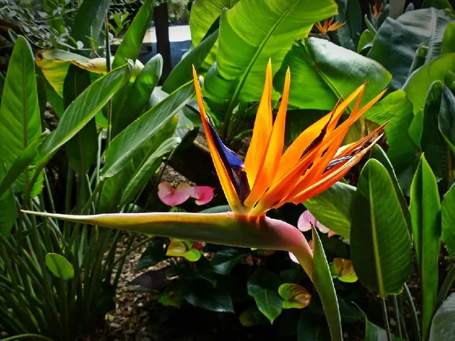 Alcune piante tropicali, come la Strelizia, regalano fiori stupendi! - foto Pixabay