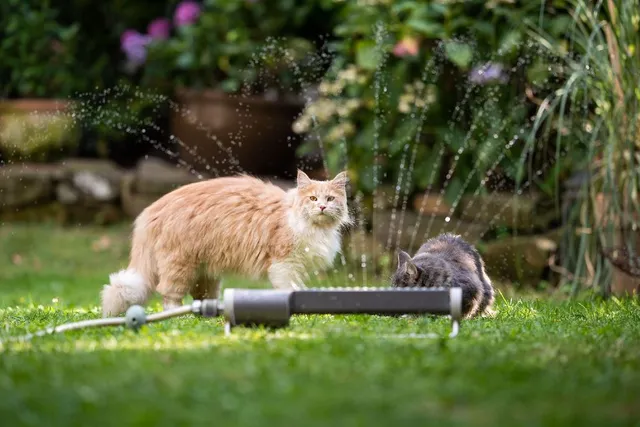 Come tenere lontano i gatti da piante e orti - Consumatori