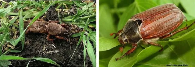 Grillotalpa e Maggiolino sono gli insetti più dannosi per il prato! - foto di Miroslav Fiala e Michal Nemec per BioLib