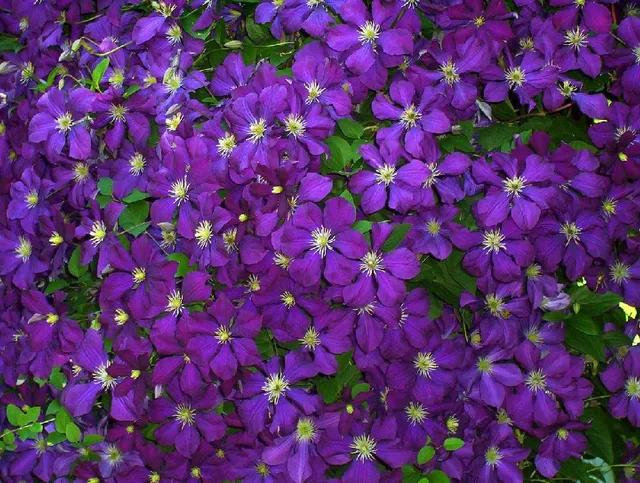 La clematide a fiori viola crea un muro di colore stupefacente – foto Pixabay