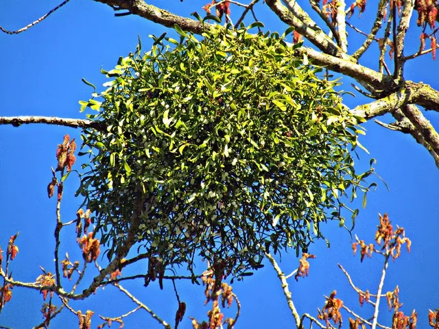 In natura, il vischio vive aggrappato ai rami di alberi ad alto fusto – foto Pixabay
