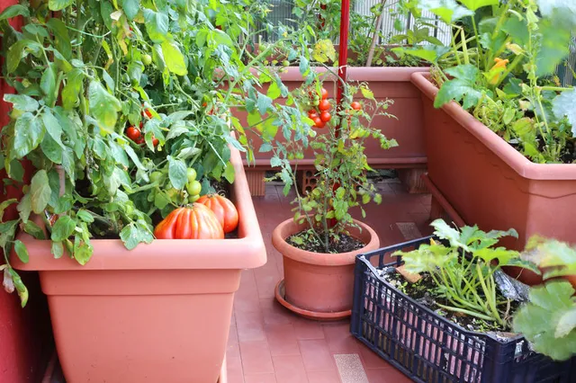 Vasi capienti, buon terriccio e tutori servono per coltivare gustosi pomodori sul balcone - foto Leroy Merlin