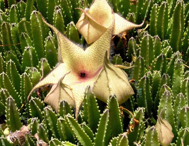 Fusti carnosi e fiori giganti puzzolenti, è il “fiore carogna” - foto Pixabay