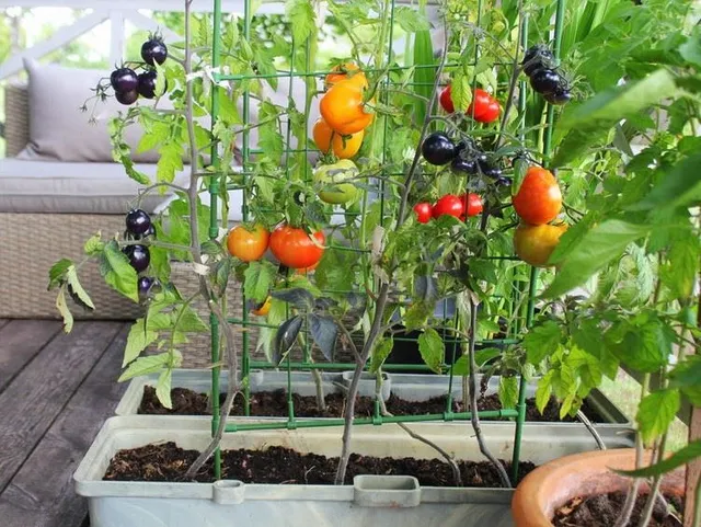 Se vuoi coltivare pomodori, scegli varietà a sviluppo ridotto, adatte alla coltivazione in vaso - foto Leroy Merlin