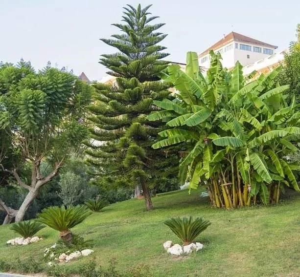 Con le Cycas e altre piante tropicali, il tuo giardino avrà un tocco esotico! – foto Leroy Merlin