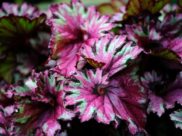 Tanti sono i tipi di begonia che potrai coltivare in casa, con forme e colori diversi e bellissimi! – foto Pixabay