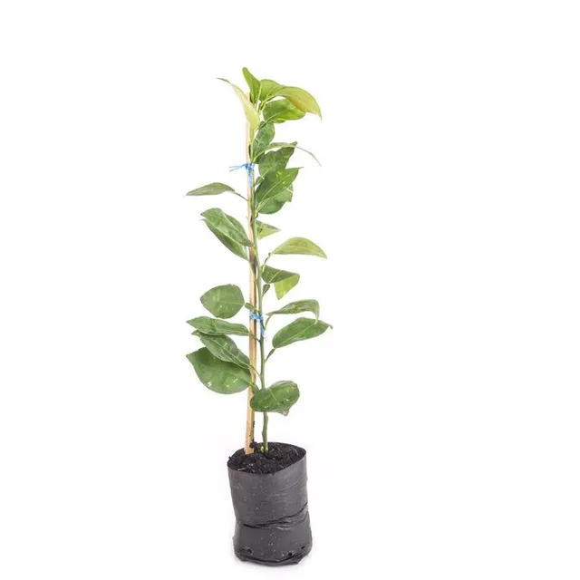 Procurati una giovane pianta a radice nuda - foto Leroy Merlin