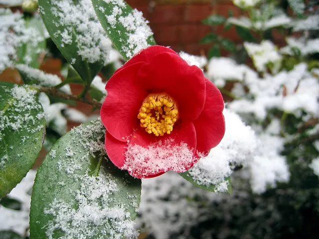 La camelia a fioritura invernale è la Camellia sasanqua - foto Pixabay