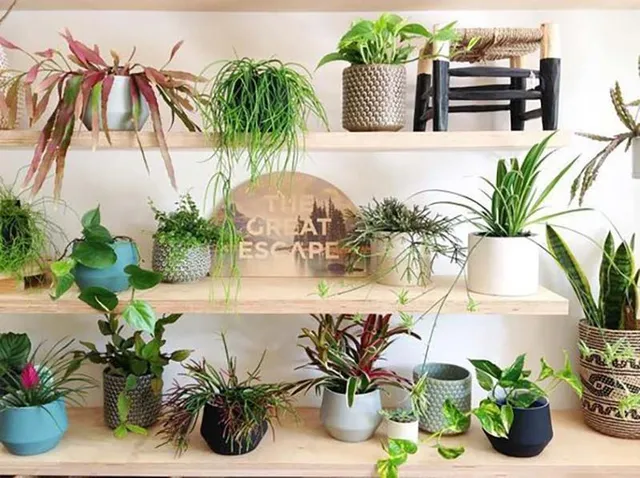 Le piante amiche in camera da letto - Ispirazione Pinterest