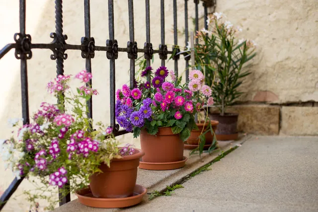 Per avere sempre vasi fioriti sul balcone, scegli varietà autunnali - foto Leroy Merlin