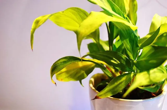 Controlla sempre le tue piante: le punte secche, ad esempio, possono essere sintomo di una malattia! - foto Pixabay