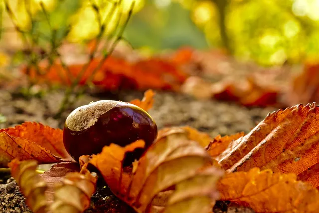 Anche l’autunno è stagione ricca di lavori in giardino! – foto Pixabay