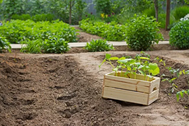 Non lasciare spazi vuoti nell’orto, sostituisci le colture esaurite con piante nuove e produttive – foto Leroy Merlin