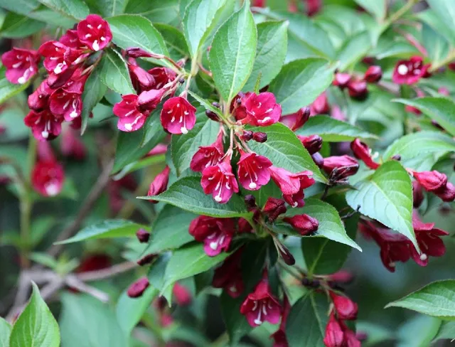 Scegli una Weigelia con fiori color rosso magenta per il tuo giardino - foto Pixabay