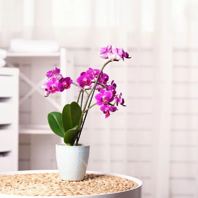 Concime per orchidee: quale scegliere