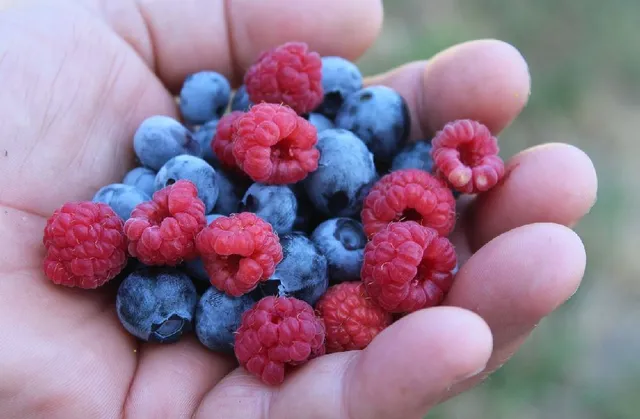 Una manciata di piccoli frutti raccolti direttamente in giardino, scopri come coltivarli! – foto Pixabay