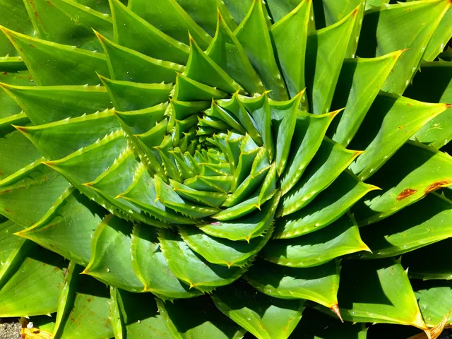 Una geometria così perfetta da sembrare ipnotica quella dell’Aloe poliphylla – foto Pixabay