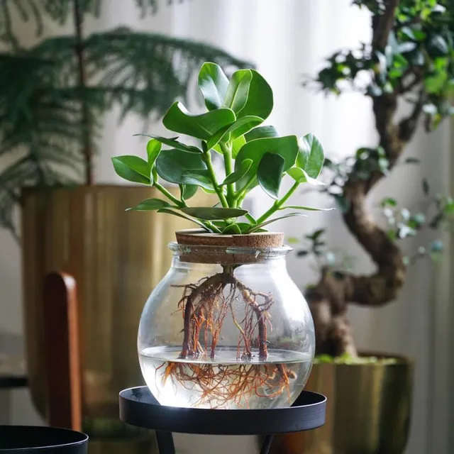 Vaso di fiori in vetro trasparente vaso piccolo pianta idroponica
