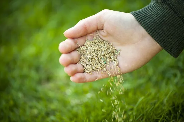 Distribuisci i semi di erba in maniera omogenea, soprattutto nelle aree rovinate - foto Leroy Merlin