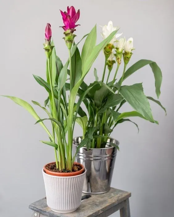 La Curcuma in fiore è una pianta scenografica, da coltivare anche a casa- foto Leroy Merlin