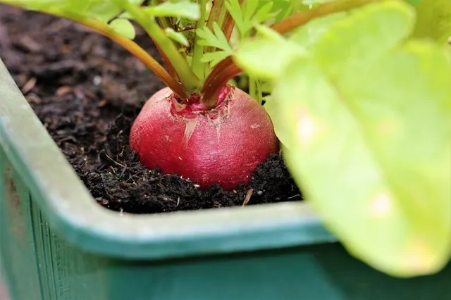 Anche i peperoncini,oltre ad essere buoni, danno un tocco di vivacità all'orto casalingo! - foto Leroy Merlin