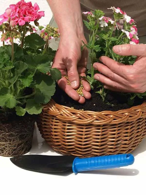 Riempi bene i vasi con terriccio nuovo e fertile per nutrire al meglio i tuoi gerani – foto Leroy Merlin