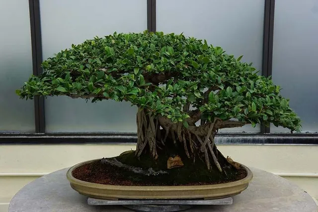 Un bonsai richiede cure attente e costanti per crescere, ma il risultato è bellissimo! - foto Pixabay