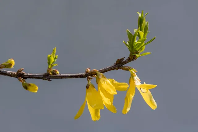 I germogli e le foglie della forsizia compaiono una volta terminata la fioritura – foto Leroy Merlin