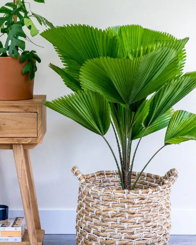 Puoi coltivare una palma anche in casa, scegli quella con le foglie a ventaglio - foto PlantVine
