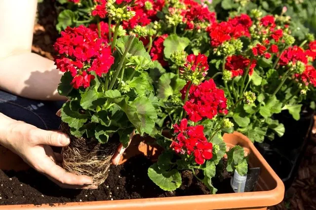 Rinvasa i tuoi gerani e sistemali nelle fioriere del giardino – foto Leroy Merlin