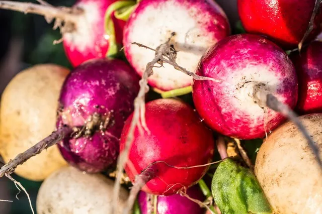 Tondi e colorati, coltiva i rapanelli in vaso per le tue insalate primaveril! - foto Leroy Merlin