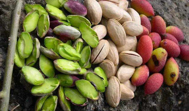 I pistacchi che mangiamo sono i semi verdi e derivano dai frutti rossi prodotti dalla pianta – foto Bioaksxter