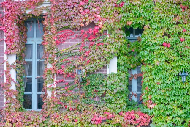 Scegli il Parthenocissus se vuoi ravvivare e colorare di rosso la tua casa in autunno! – foto Leroy Merlin