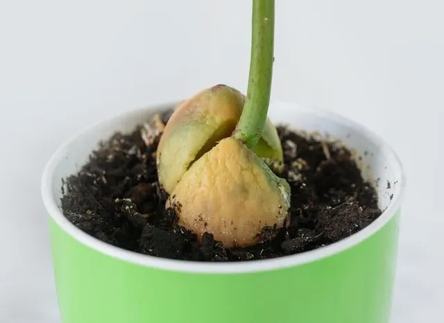 Trasferisci la tua giovane pianta in un vasetto contenete terriccio – foto Leroy Merlin