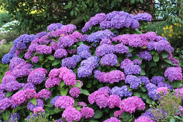 Se hai un giardino ombreggiato, scegli le piante giuste per abbellirlo, come le esuberanti ortensie! - foto Pixabay